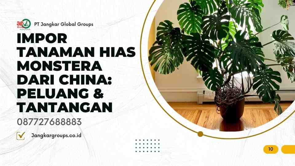 Impor Tanaman Hias Monstera dari China Peluang & Tantangan