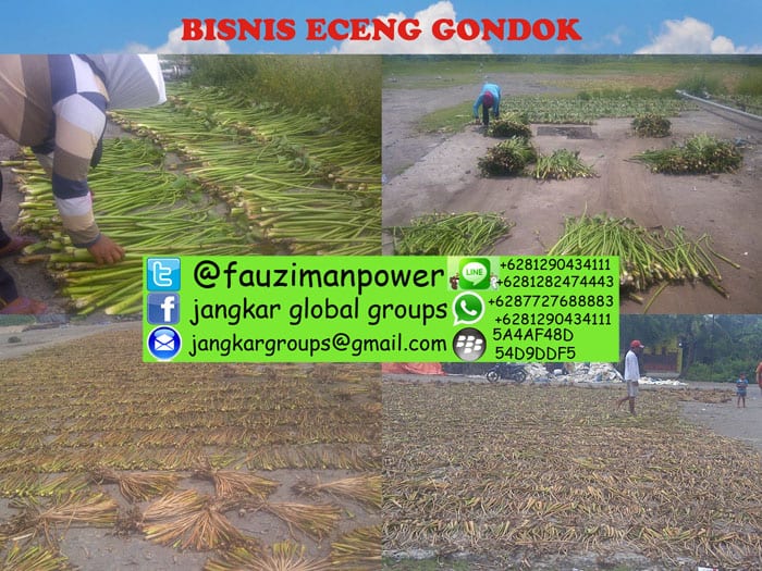 bisnis eceng gondok