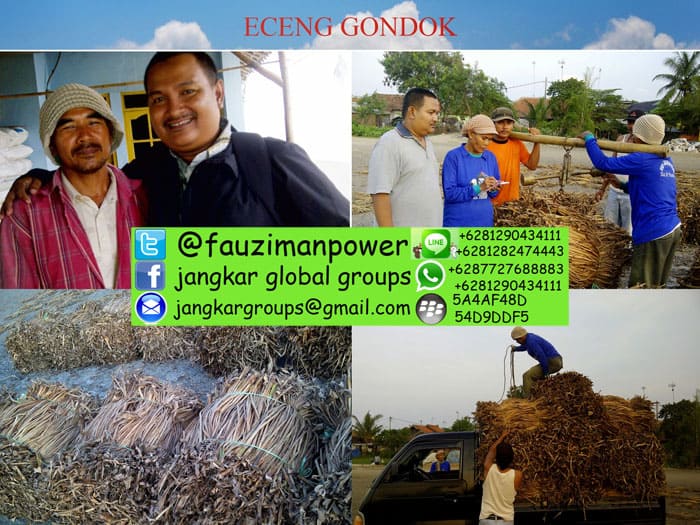 eceng gondok indramayu