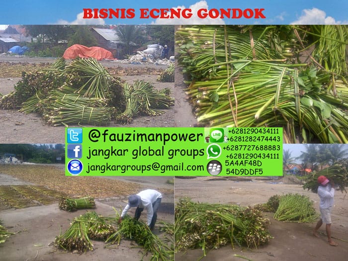 eceng gondok