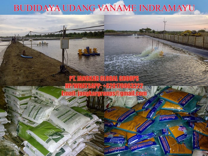 udang vaname indramayu