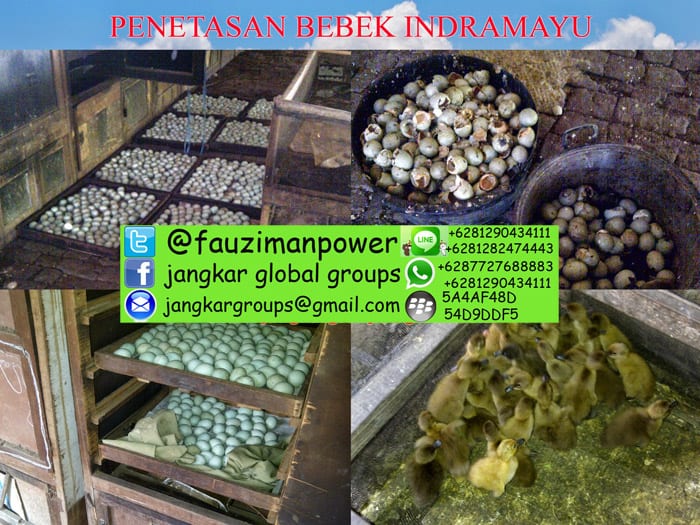 penetasan telur bebek indramayu