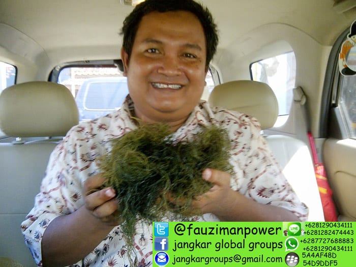 rumput laut indramayu