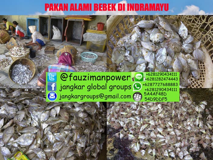 penetasan telur bebek indramayu