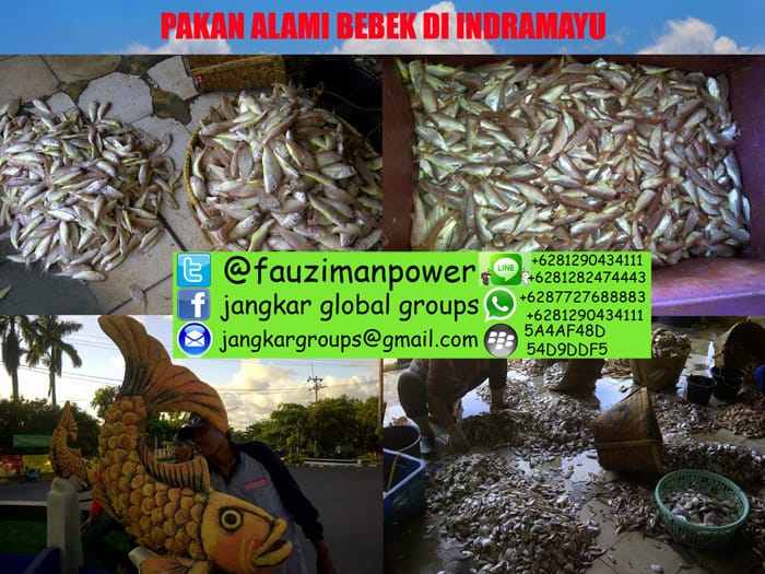 penetasan telur bebek indramayu