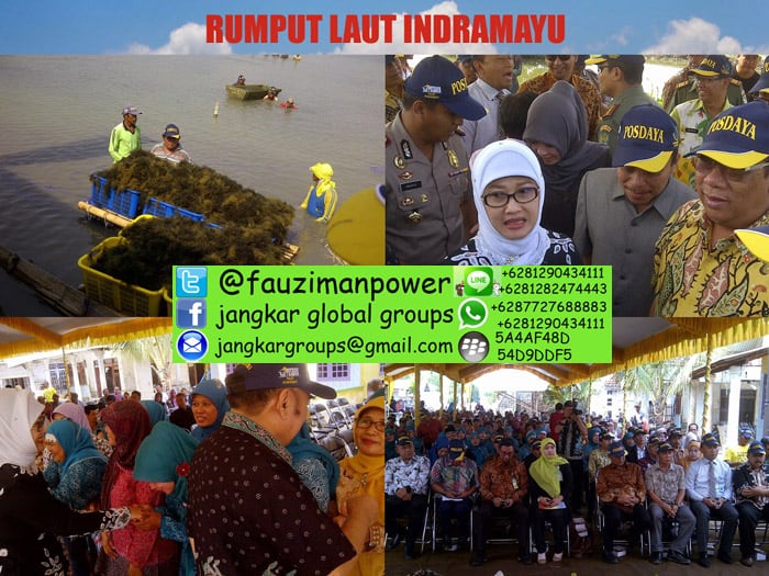 rumput laut indramayu