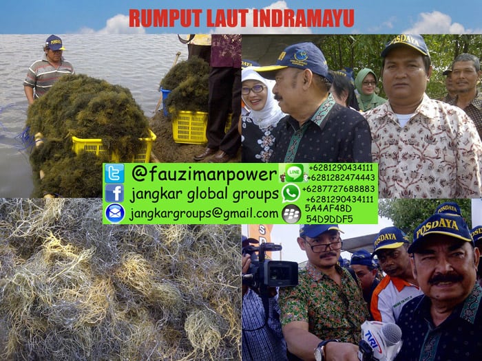 rumput laut indramayu