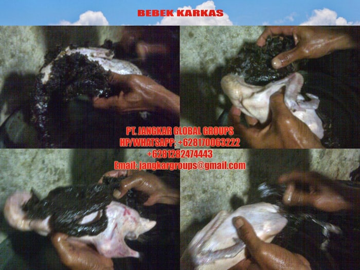 jual beli karkas bebek