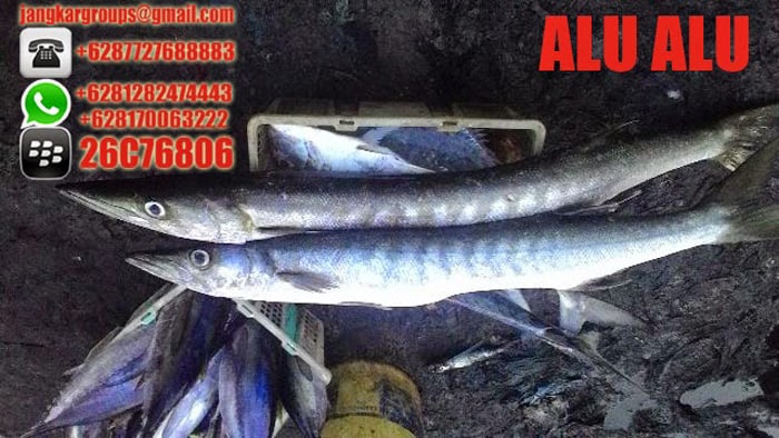 jual beli ikan