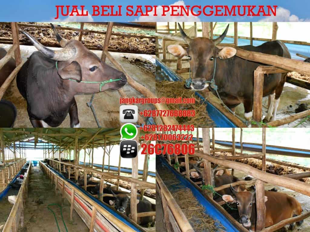 jual beli sapi