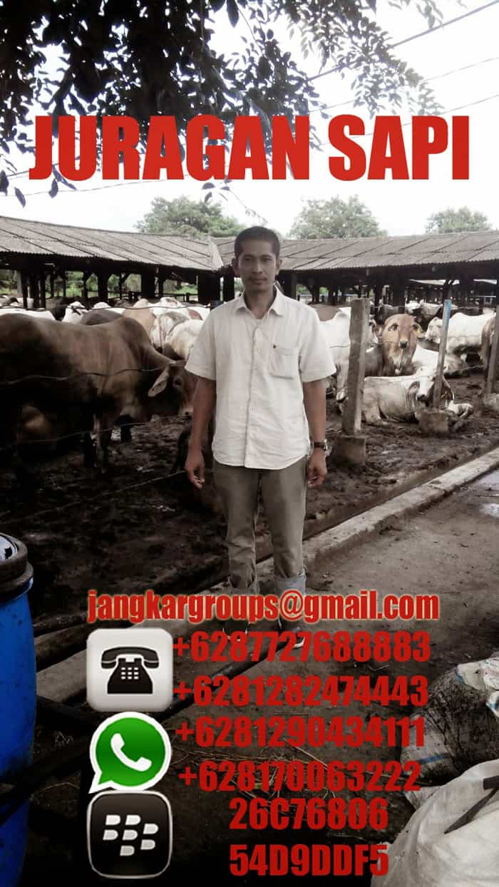 Bandar Jual Beli Sapi Import