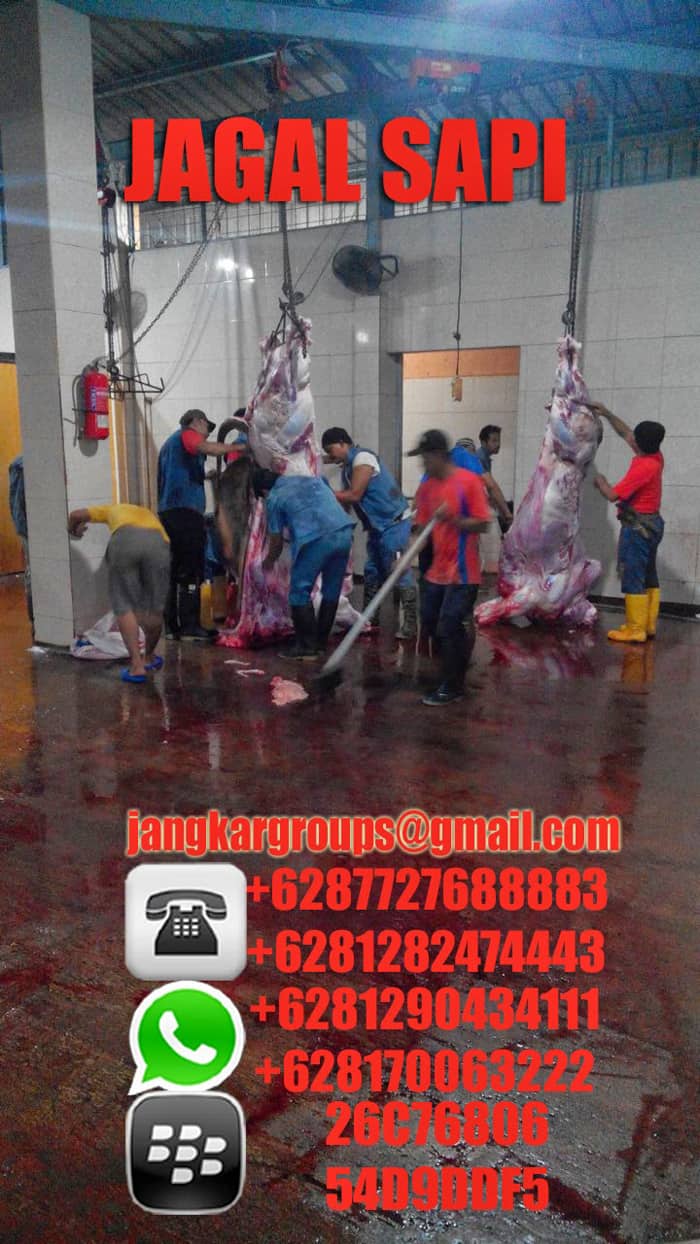 jagal sapi import