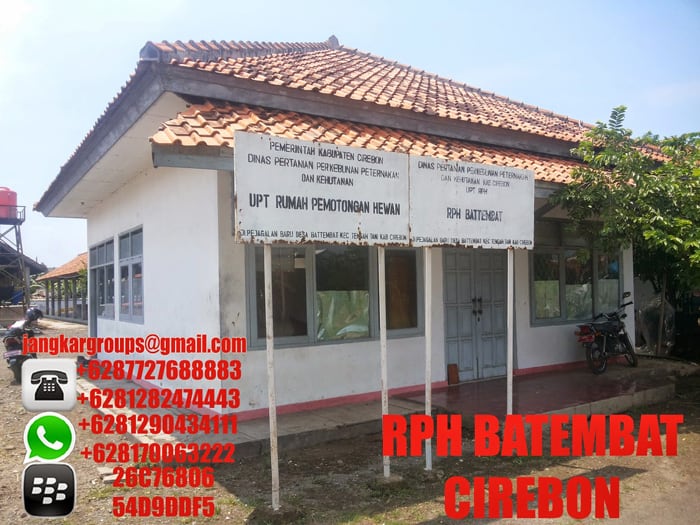 rph jual beli sapi import cirebon