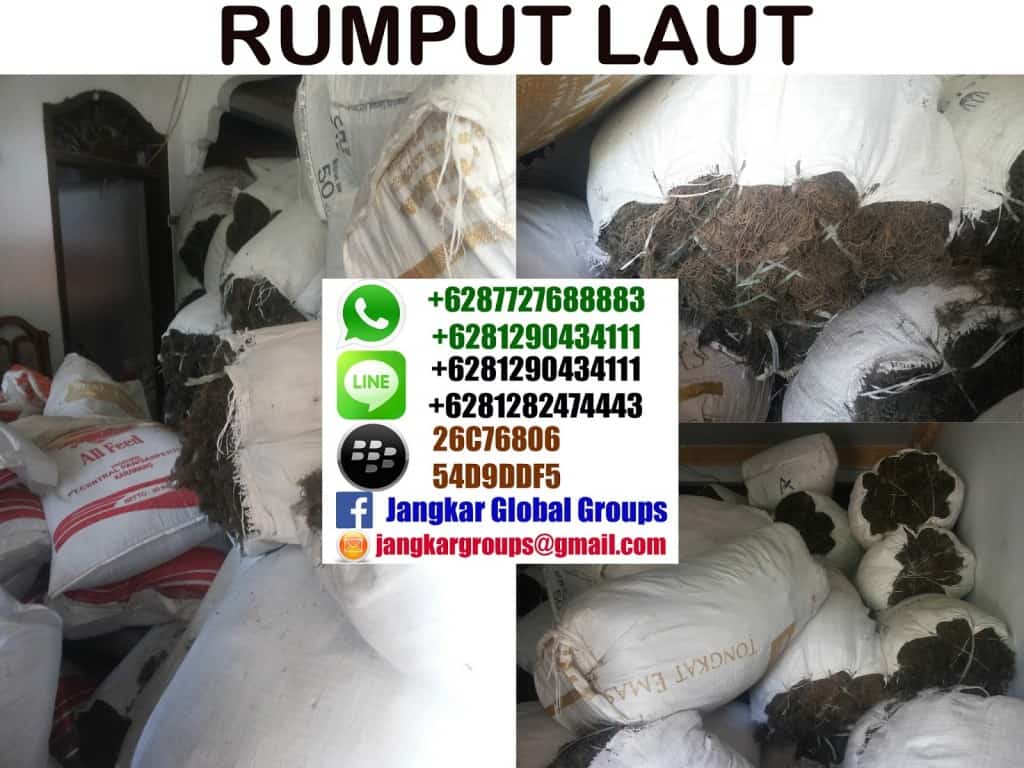 rumput laut | GRACILARIA SP