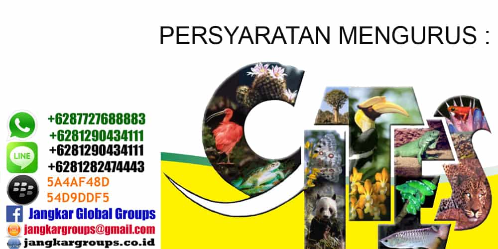 persyaratan izin cites