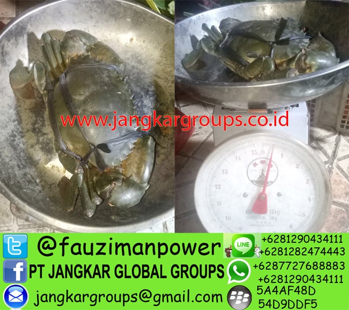 distributor jual beli kepiting jakarta