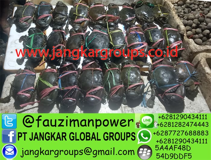 jual beli kepiting jakarta