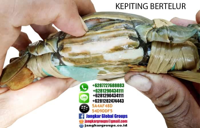 jual beli kepiting bertelur jakarta