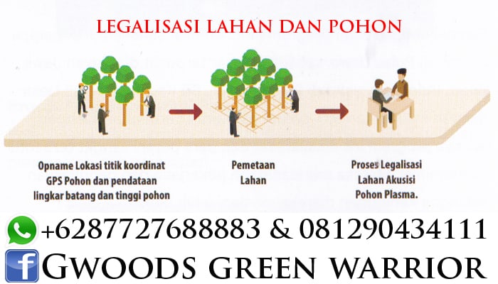 Legalisasi lahan dan pohon jabon