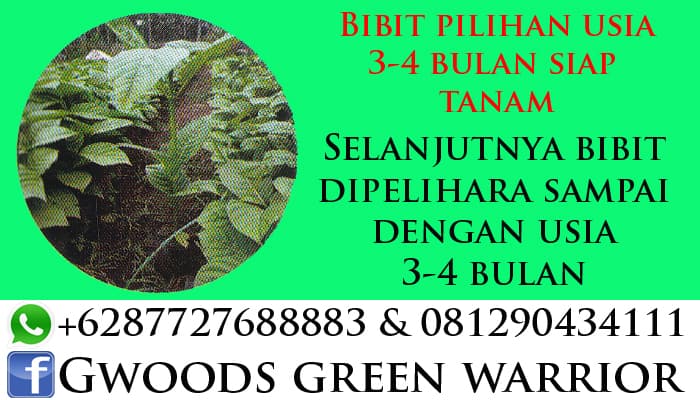 bibit jabon usia 3 bulan