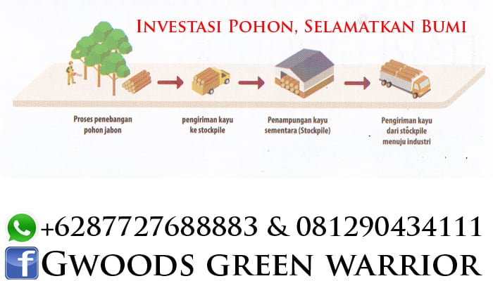 keuntungan investasi pohon jabon