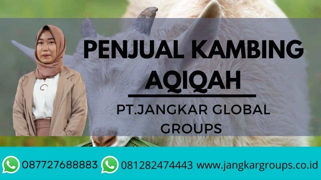 penjual kambing aqiqah & catering akikah kandanghaur indramayu