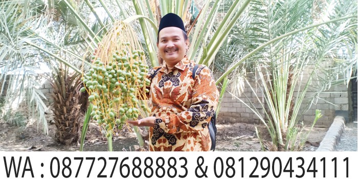 akhmad fauzi di kebun kurma madinah, city tour madinah safar