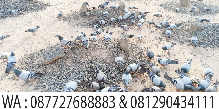 burung dara di makam baqi madinah