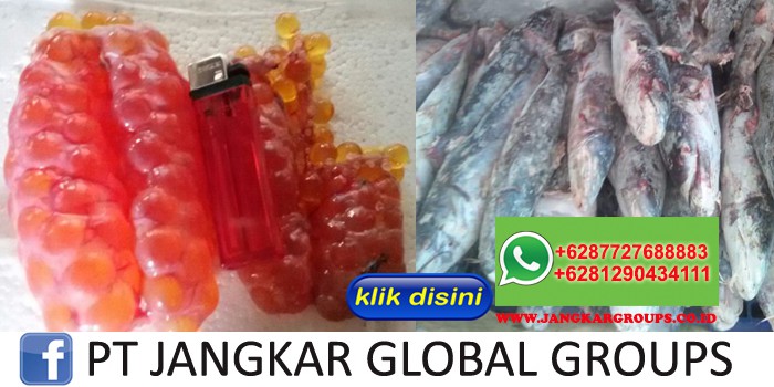 JUAL BELI DAN EXPORT TELUR IKAN MANYUNG