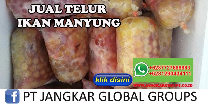 JUAL TELUR IKAN MANYUNG