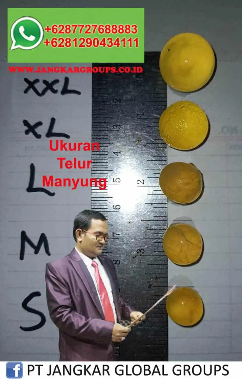 Ukuran Telur Manyung