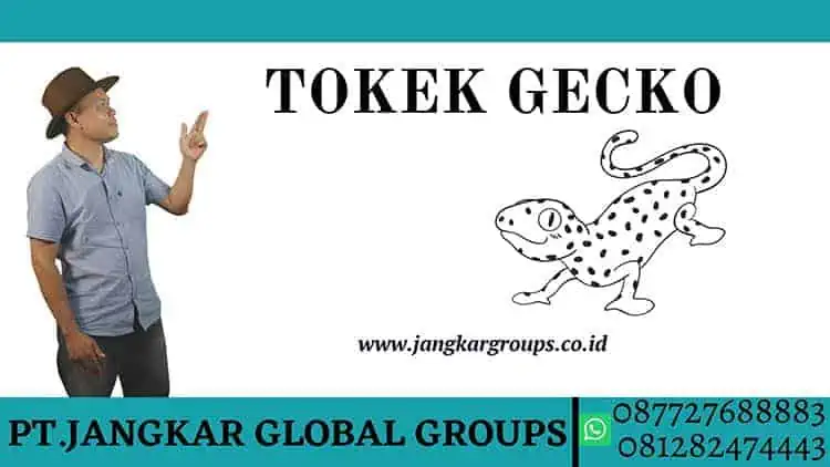 TOKEK GECKO , Persyaratan penangkaran tokek