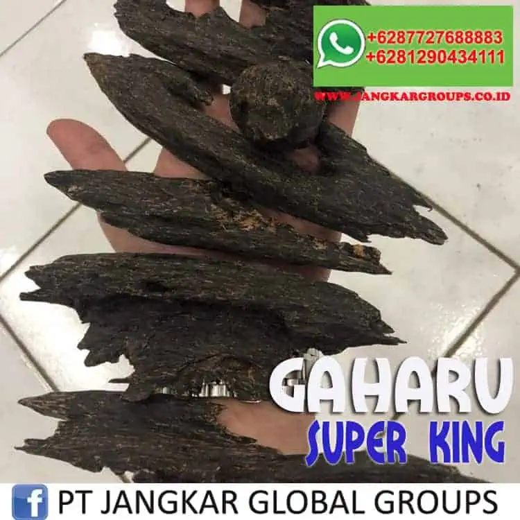 JUAL BELI KAYU GAHARU Super King