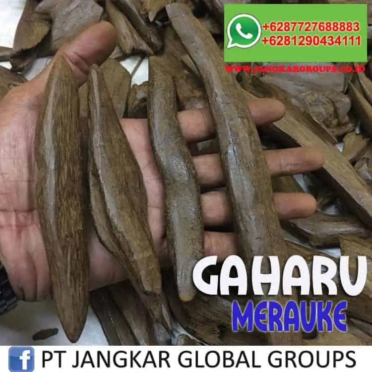 JUAL BELI KAYU GAHARU merauke-4