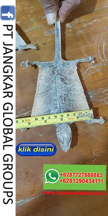 tokek ukuran 10 cm