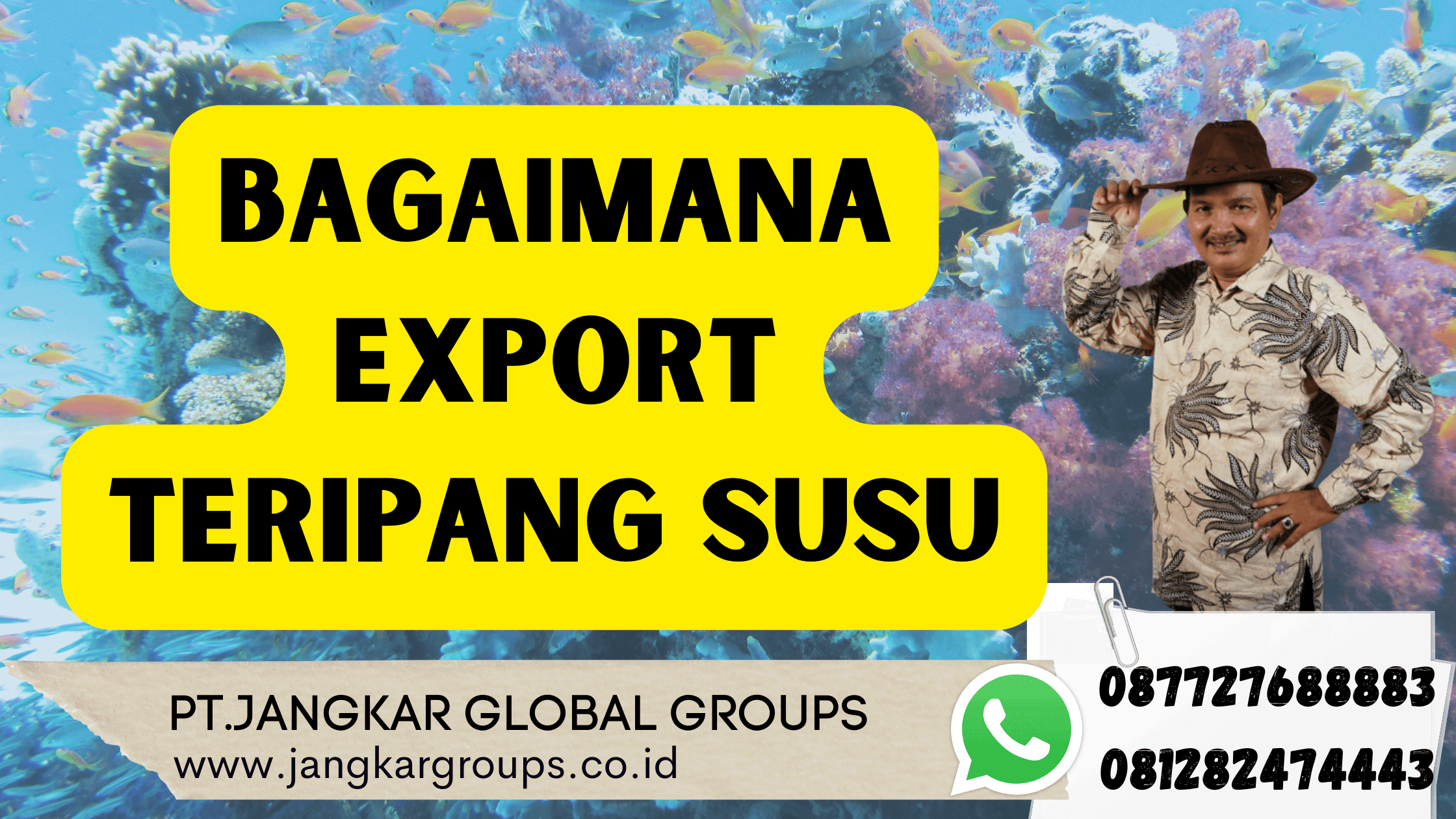 Bagaimana Export Teripang Susu