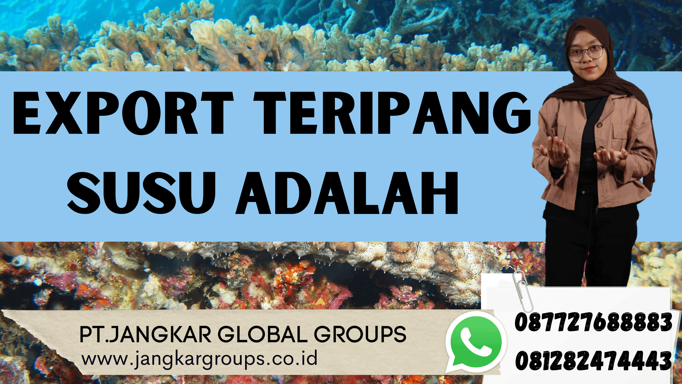 Export Teripang Susu Adalah 