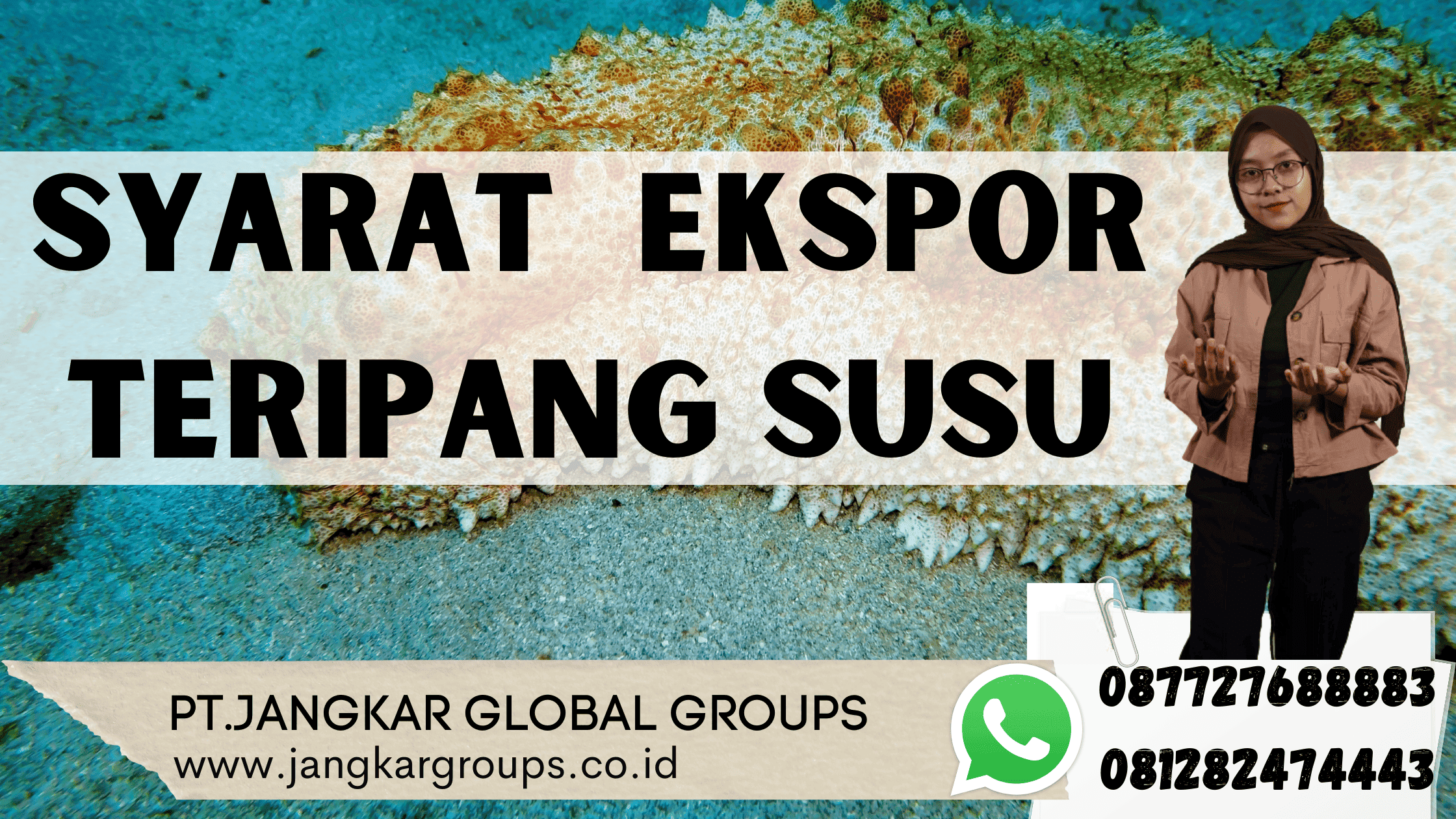 Syarat  Ekspor Teripang Susu