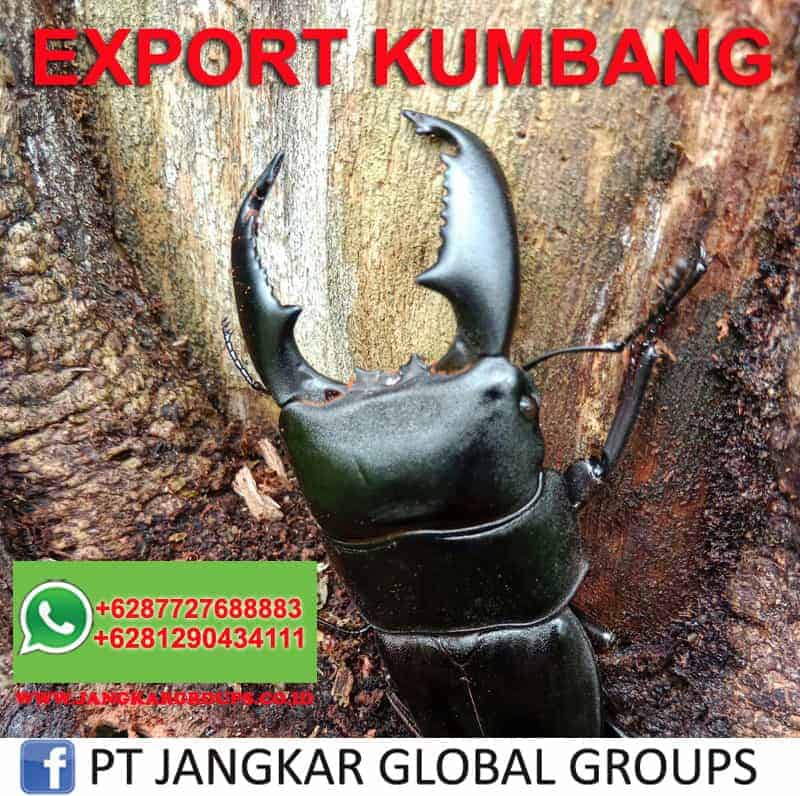 EXPORT KUMBANG