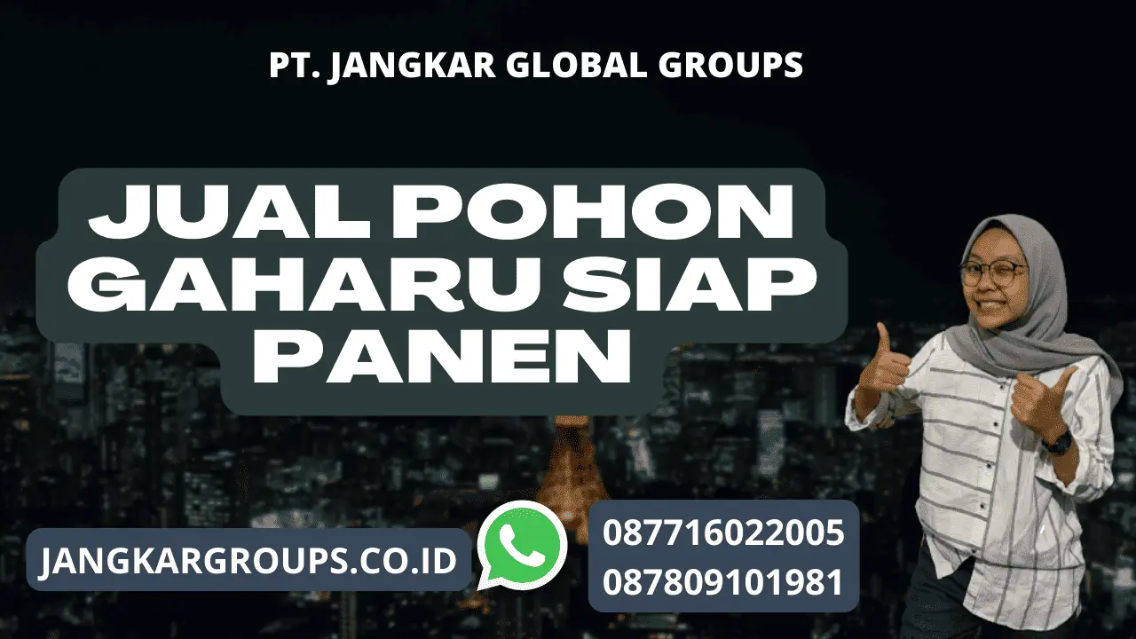 Jual Pohon Gaharu Siap Panen