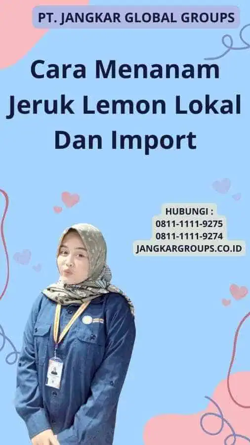 Cara Menanam Jeruk Lemon Lokal Dan Import