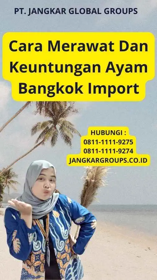 Cara Merawat Dan Keuntungan Ayam Bangkok Import