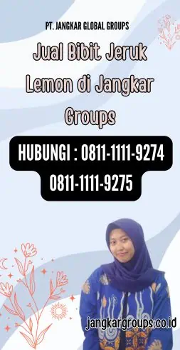 Jual Bibit Jeruk Lemon di Jangkar Groups