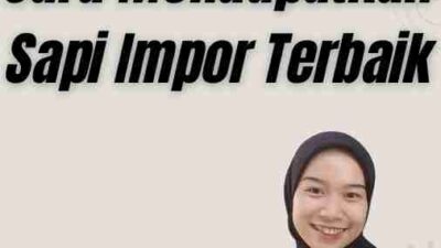 Jual Sapi Impor: Cara Mendapatkan Sapi Impor Terbaik