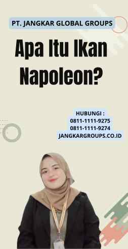 Apa Itu Ikan Napoleon?
