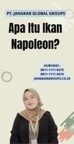 Apa Itu Ikan Napoleon?