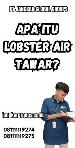 Apa Itu Lobster Air Tawar?