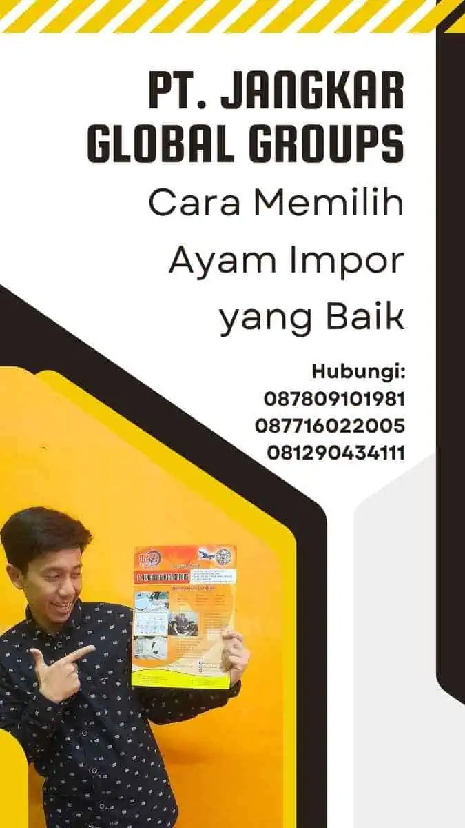 Cara Memilih Ayam Impor yang Baik