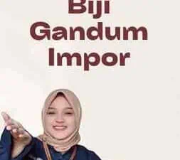 Biji Gandum Impor