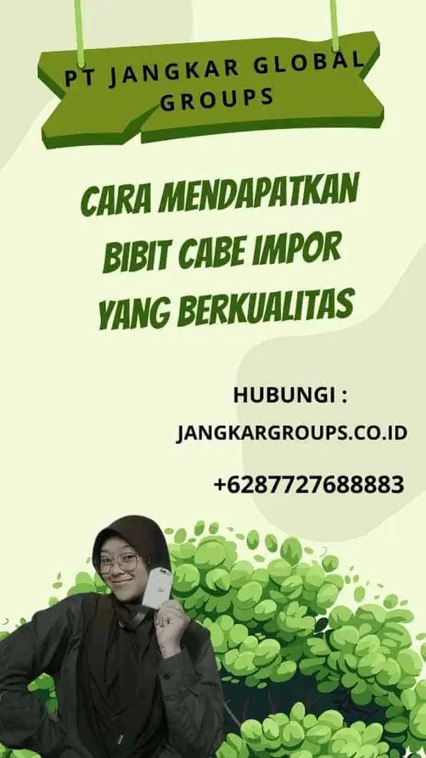 Cara Mendapatkan Bibit Cabe Impor yang Berkualitas